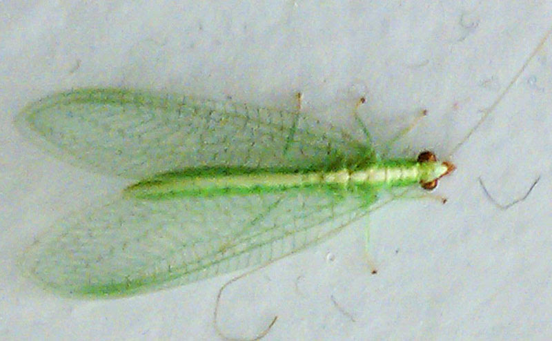 Green Lacewing - What's That Bug?