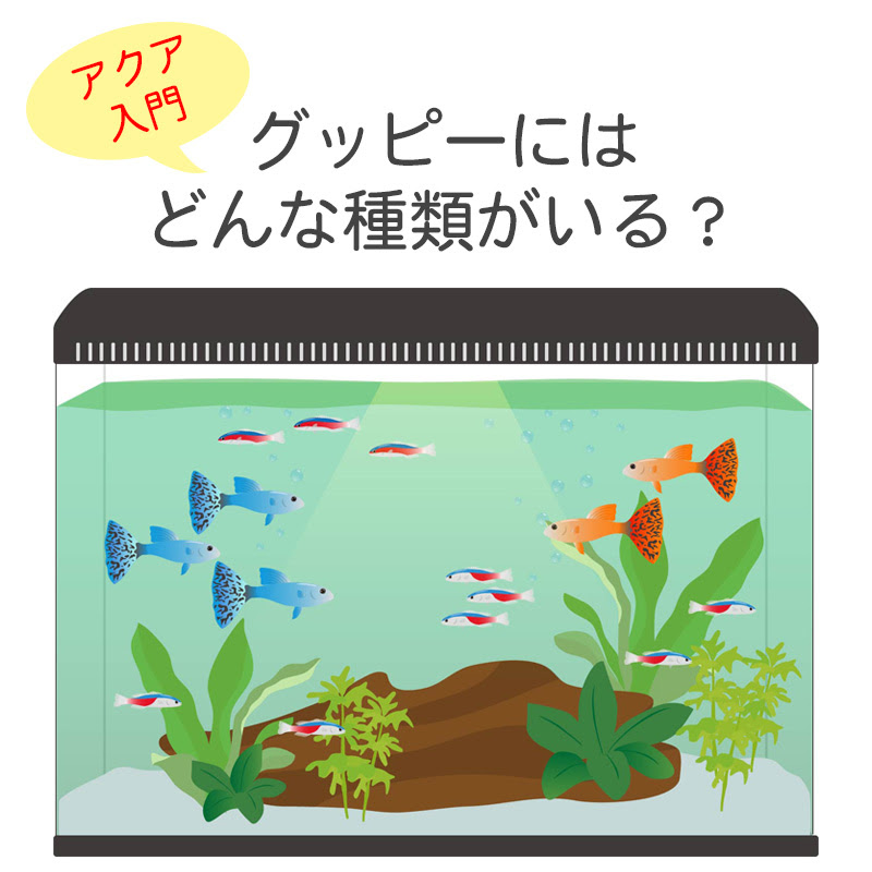 アクア入門 グッピーにはどんな種類がいる グッピーの特徴や飼育方法について
