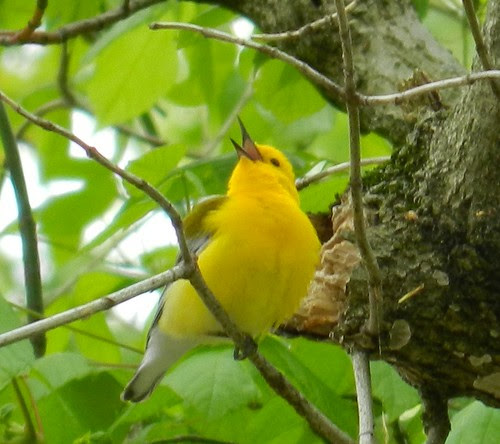 prothonotary warbler singing