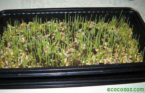 F3E8KHCFIHVKC0P.MEDIUM Wheatgrass, pasto de trigo un gran aliado para tu salud