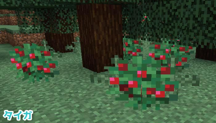 マイクラ 採集できる食べ物 スイートベリー が追加 入手法と栽培法