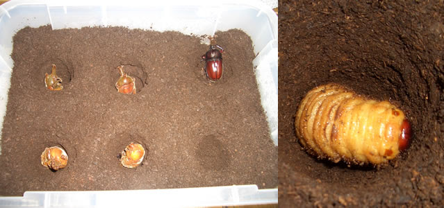 人口蛹室の作り方 国産かぶと虫編 カブトムシ クワガタムシ飼育情報サイト プチ カブト