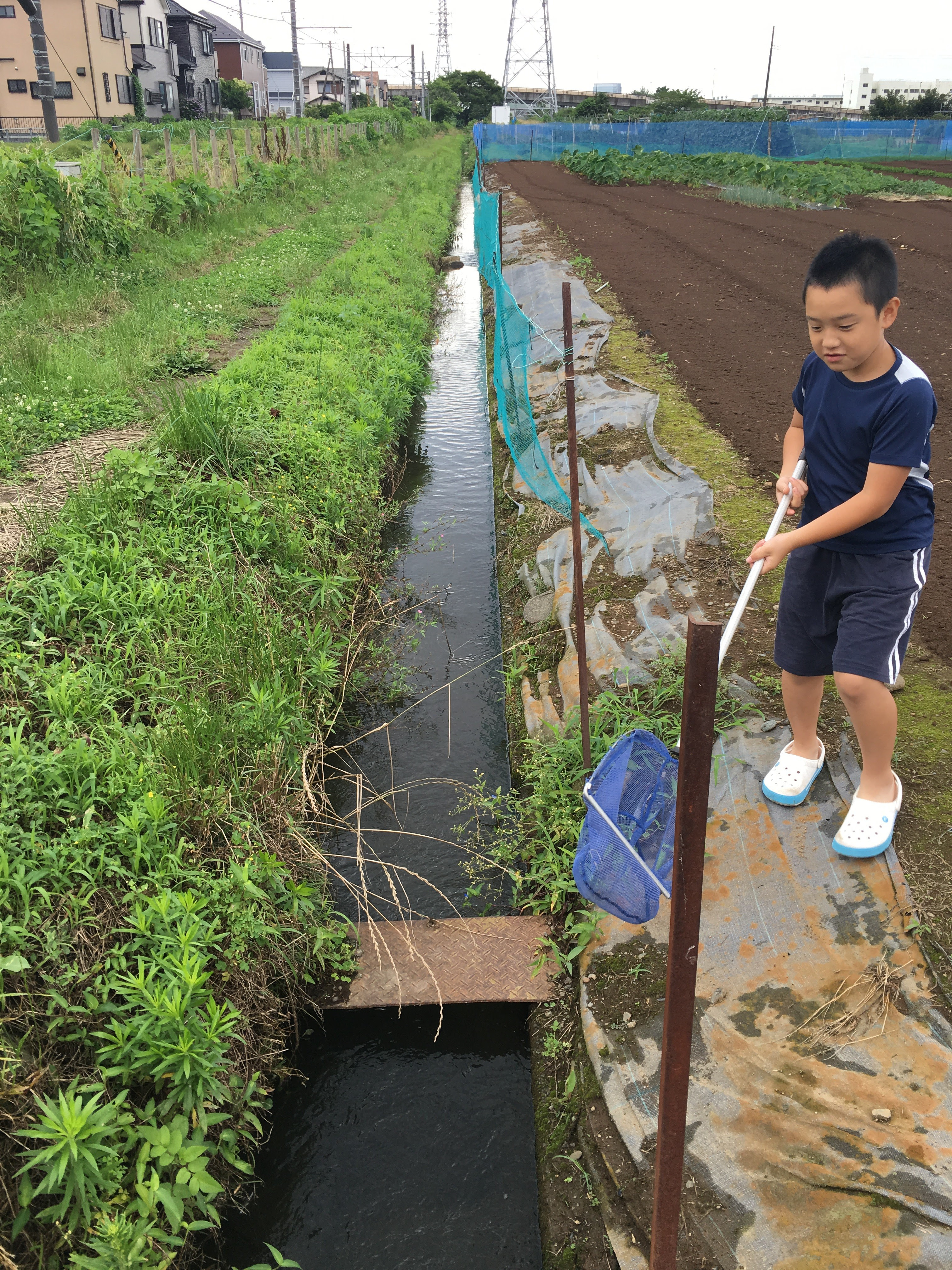 梅雨時の相模川水系 用水路で ガサガサ 小魚 エビ を捕獲 いいぶさ日記