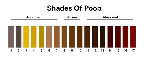  shades color of poop human feces color strip healthy concept normal