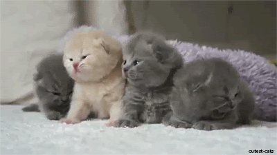 Kitties, Kitties, KITTIES!