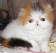 29+ Gambar Makanan Untuk Kucing Persia