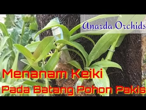 Most Wanted Cara Mudah Menanam Keiki Anggrek pada Batang Pohon Pakis, paling dicari!