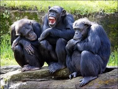 three monkeys 1