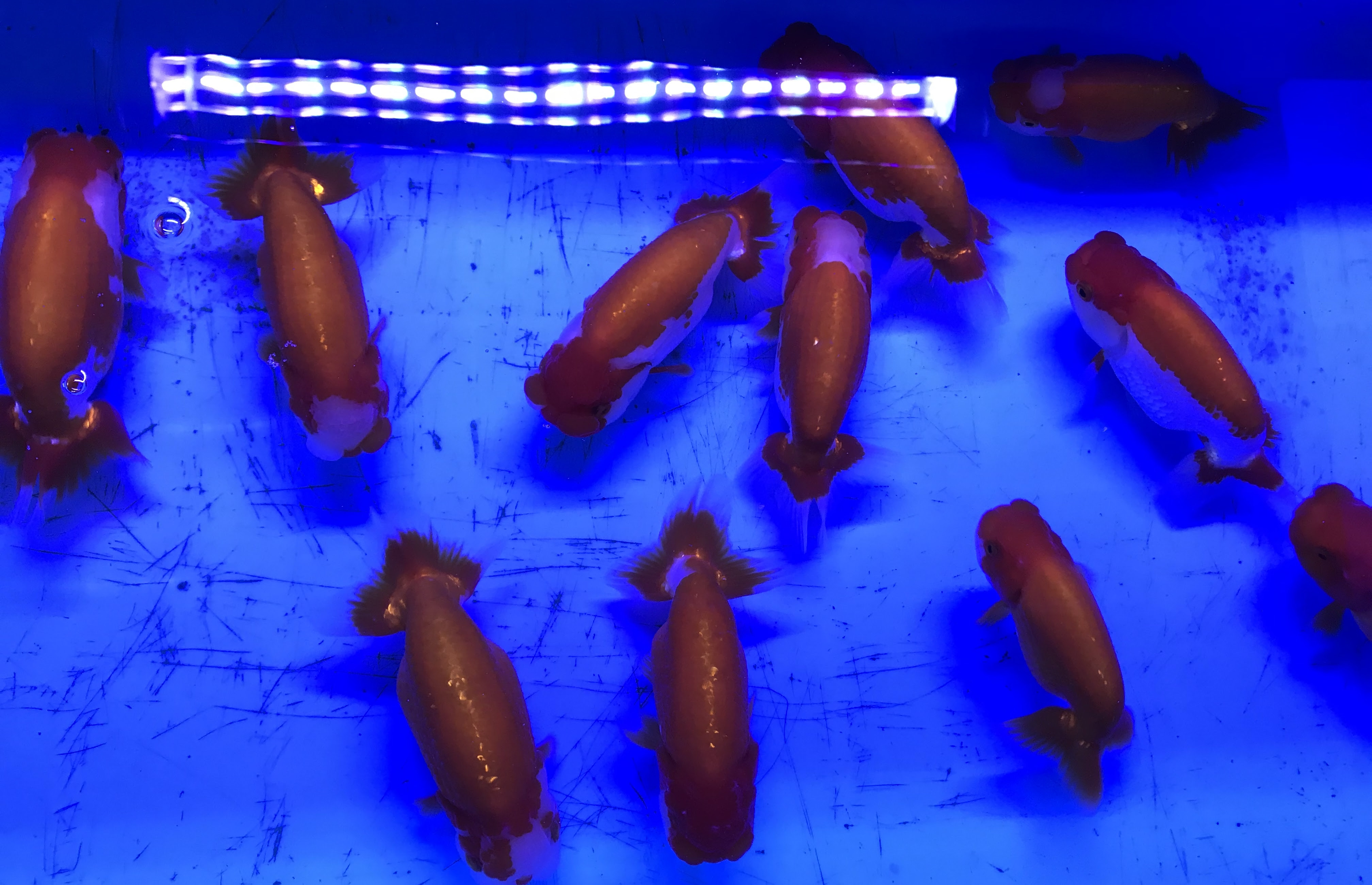 金魚入荷情報 かねだい海老名店のブログ