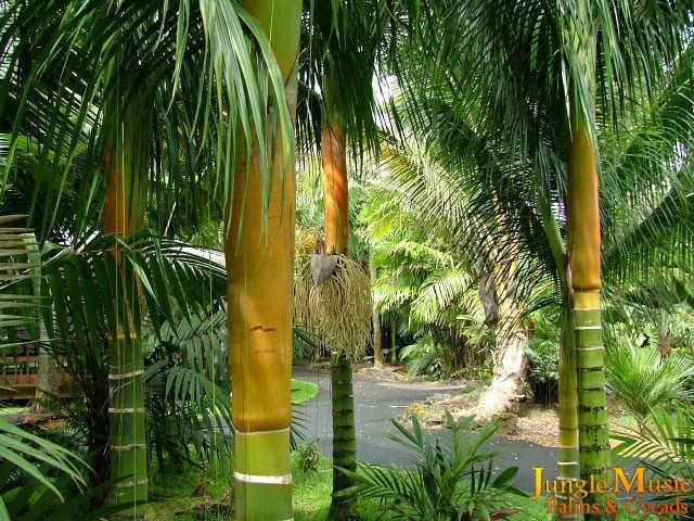 Tropical Landscape: Tropical Landscaping with Emphasis on Palm ...