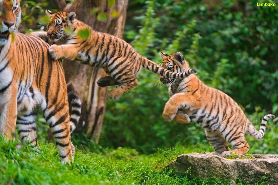 Wild animals big pictures