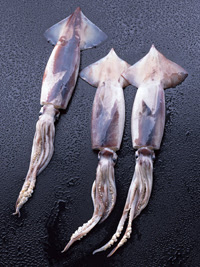 イカってどんなもの Cuttlefish Squid イカ墨ショップ