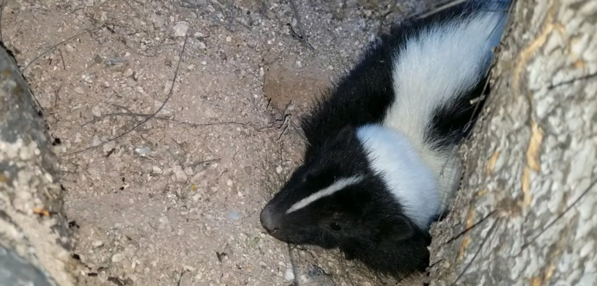 Can Skunks Climb Fences and Trees