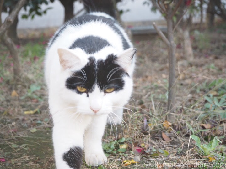 池袋 個性的な模様の白黒猫さん