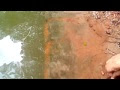 Fish Maa Digital Studio Md Mazharul Chowdhury