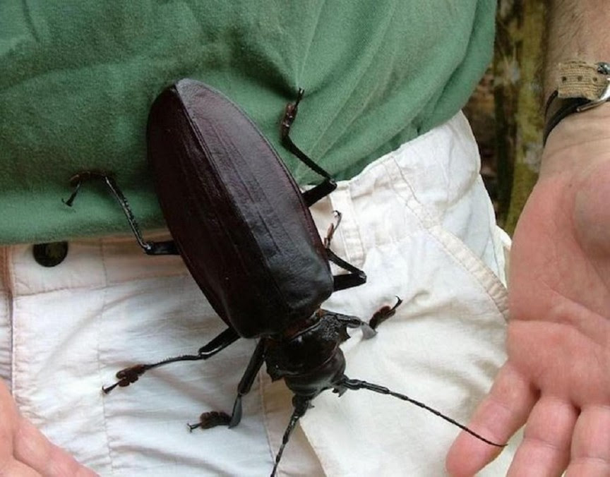 Photo Titan Beetle