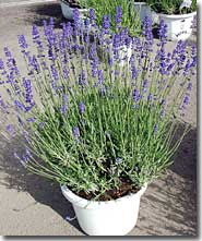 ラベンダー鉢植えの楽しみ方 ラベンダーの育て方