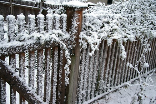 snowy fence