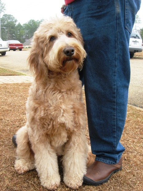 goldendoodle