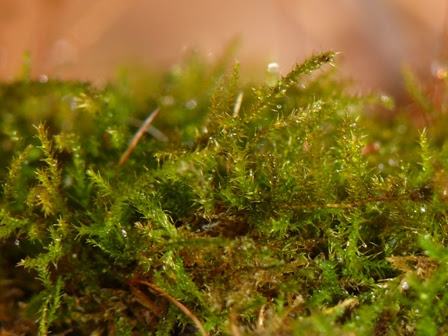 コケ植物 岡山県自然保護センター 里山の自然にふれてみよう