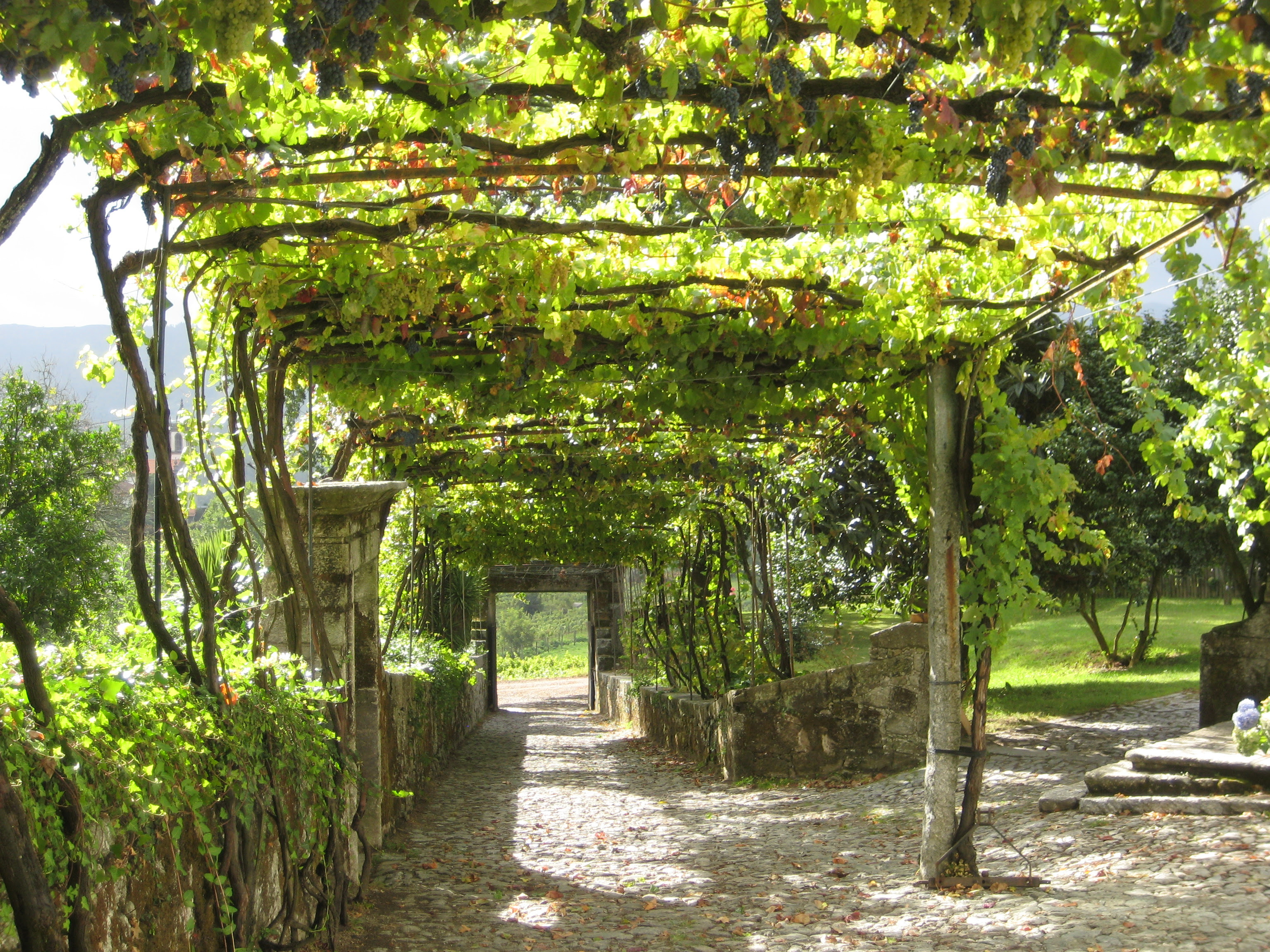Grape arbor | grape arbor | Pinterest