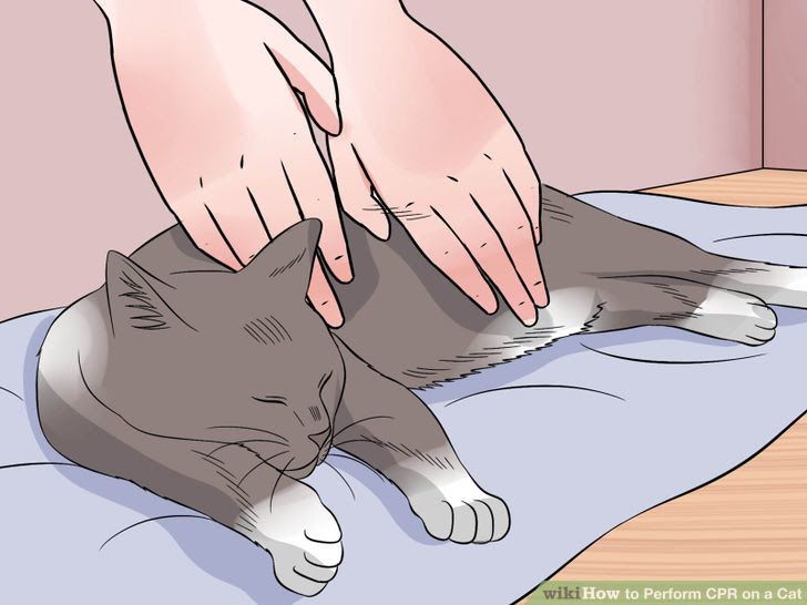 Perform CPR on a Cat Step 2 Version 2.jpg
