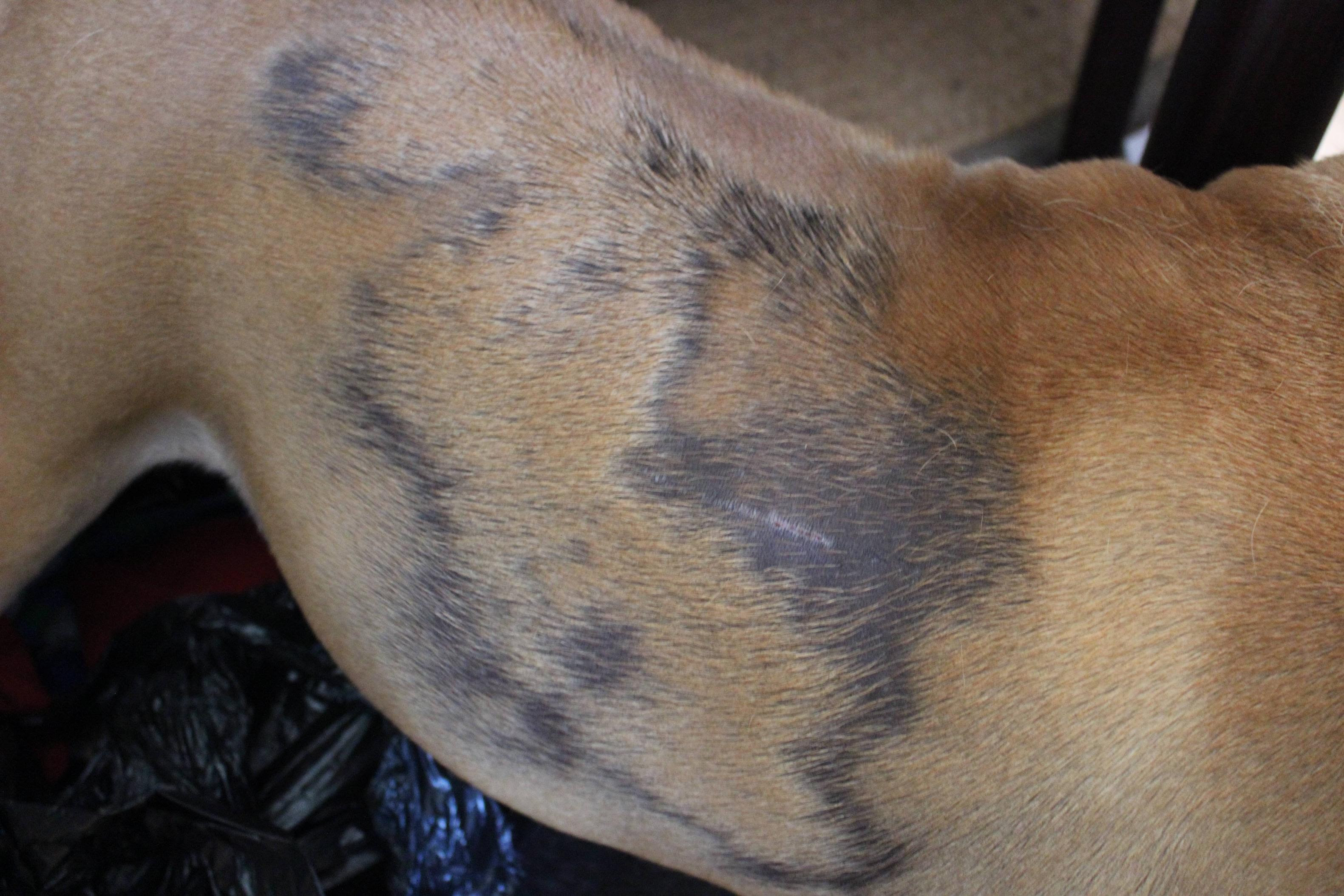 Allergy Symptoms in Dogs or Mange?
