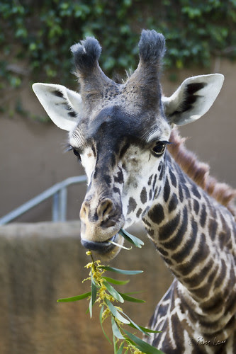 Young giraffe eating