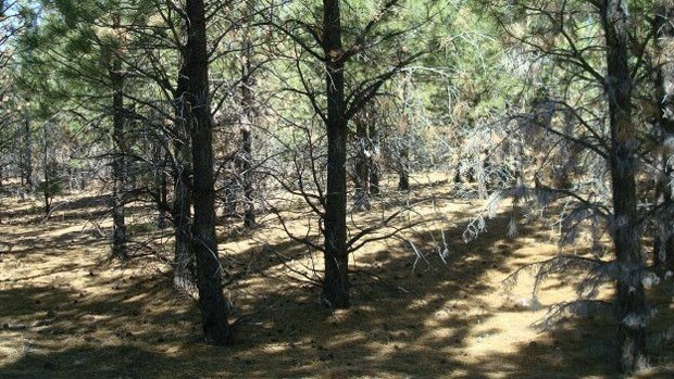 Na Patagônia argentina foram reflorestados cerca de 70 mil hectares  (Foto: Amy Austin)