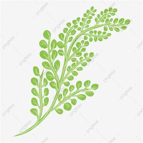 Pngtree memberi anda 182 gambar chakra png, vektor, clipart, dan file psd transparan gratis. Gambar Vektor Daun Kelor Dengan Latar Belakang Putih, Daun