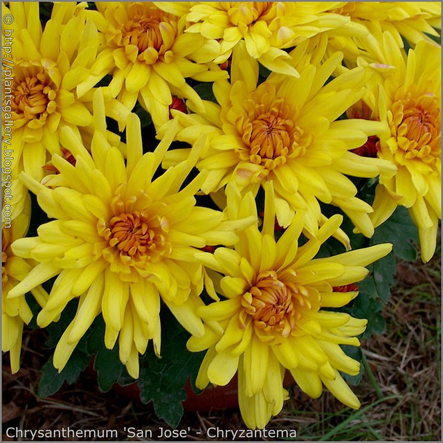 Chrysanthemum 'San Jose' - Chryzantema  'San Jose'