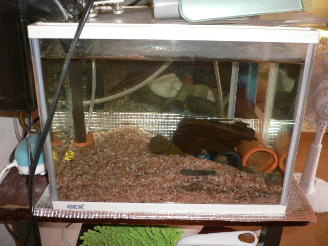 青ザリガニたちの部屋 もう1匹もいない まもなく繁殖シーズンのザリガニたち その2