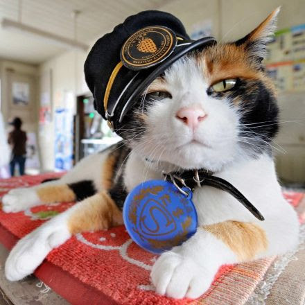 Japanese railway station replaces much-loved station master cat