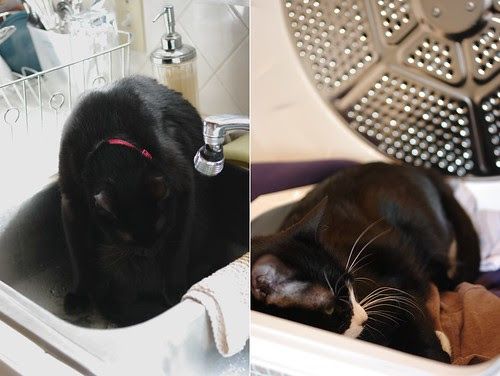 Kitties behaving badly