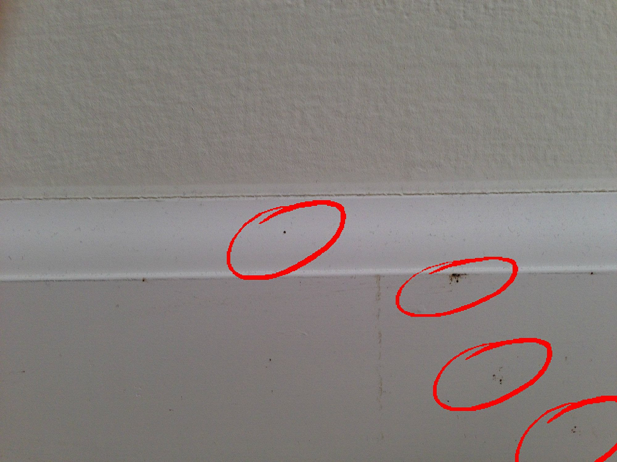 Bed bug fecal? Â« Got Bed Bugs? Bedbugger Forums