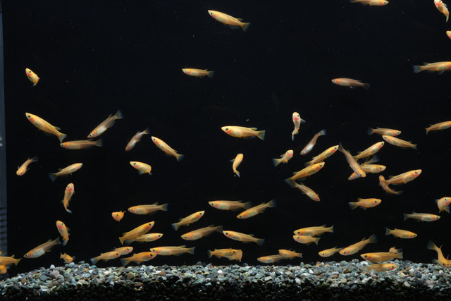 金魚もメダカもコオロギも 熱帯魚が元気に育つ生き餌の種類 熱帯魚 アクアリウム情報マガジン
