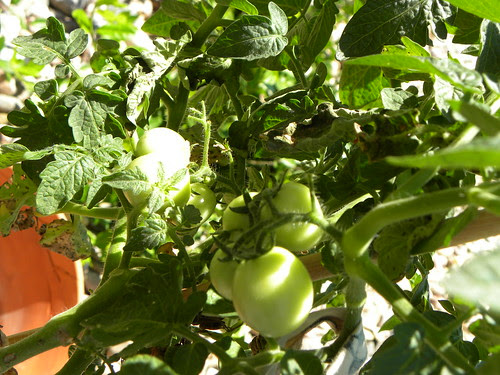 Husky Red Tomatoes