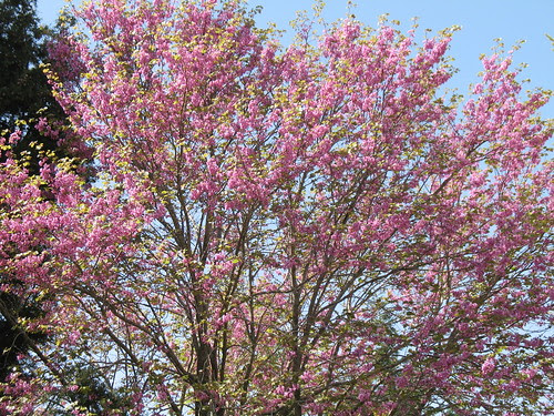 flowering tree