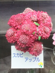 暖かくなってきました もうすぐ春ですね 花咲案内人通信