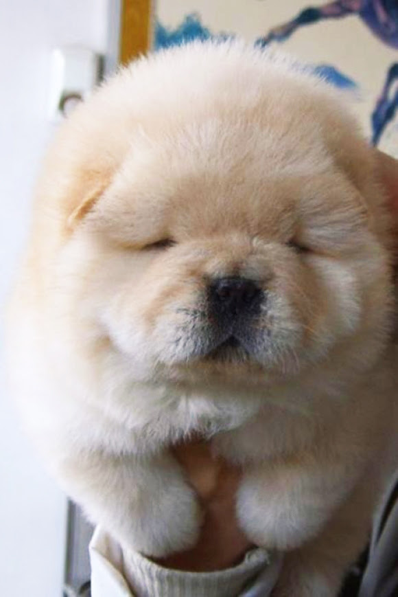 モフモフ犬 犬らしからぬ激カワ犬