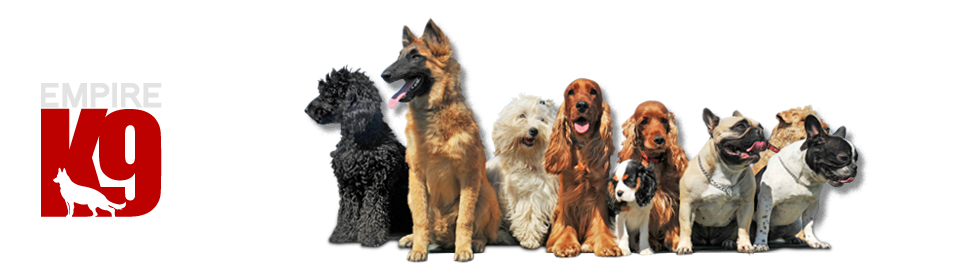 Dog Boarding
