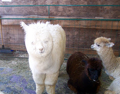 Alpaca_fuzzywhite