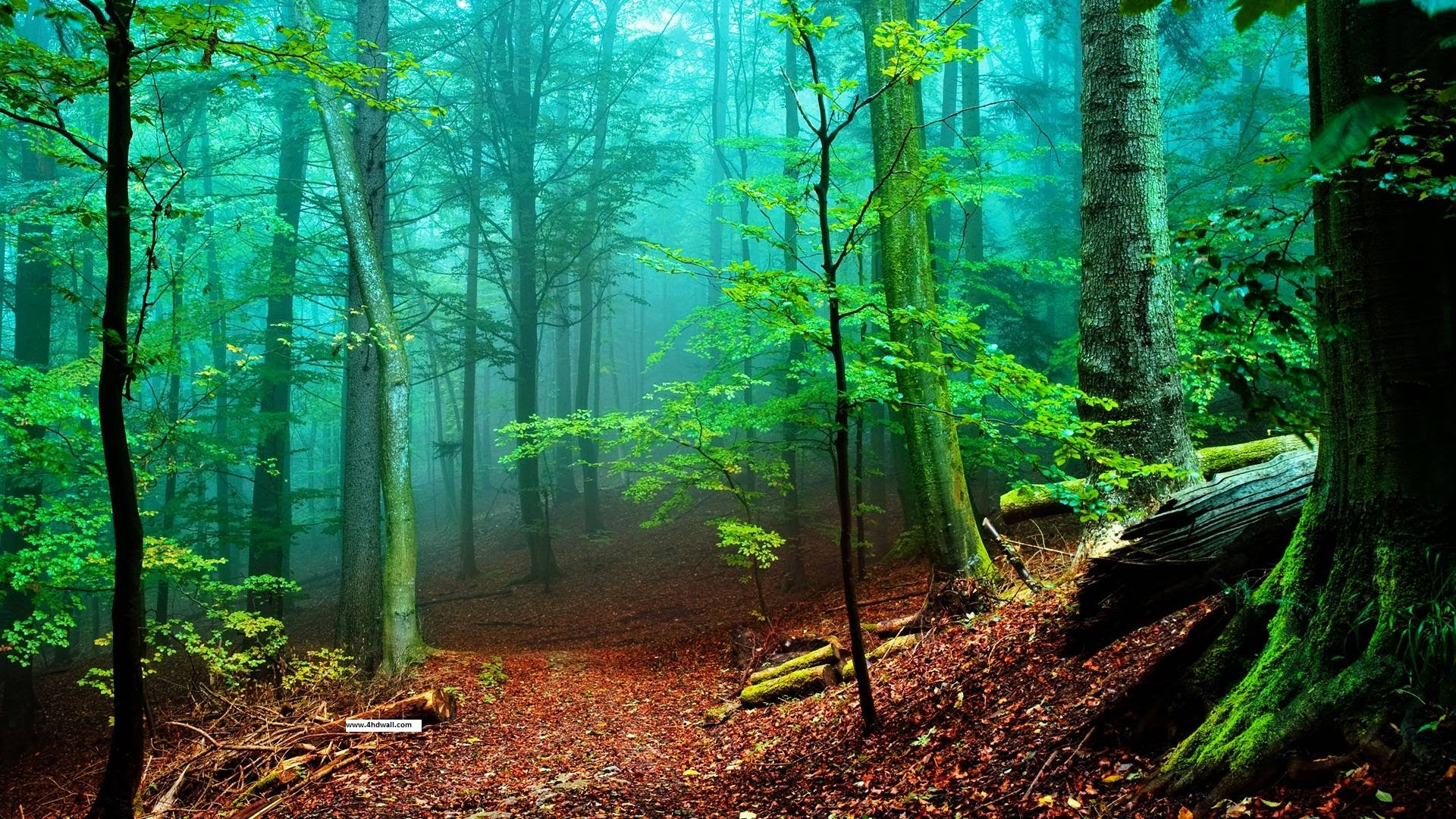 New HD Wallpapers Wallpaper Cave New HD Wallpapers Wallpaper Cave