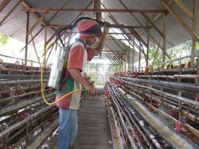 Cleaning dan Disinfeksi untuk Kandang  Ayam  PT Tekad 