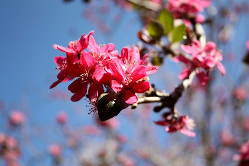 Pink Cherry Blossoms
