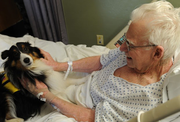 animais_hospital_03