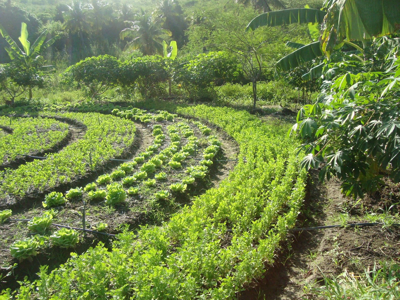 Resultado de imagem para sistema agroflorestal