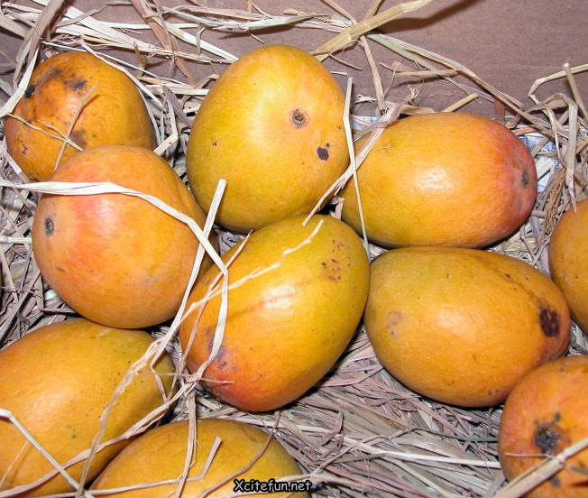 Types Of Mango King of Fruit Types Of Mango King of Fruit