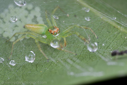 Epeus sp. jumping spider guarding egg IMG_1128 copy