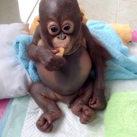 Crying  baby  orangutan Budi receives loving care after   Crying  baby  orangutan Budi receives loving care after